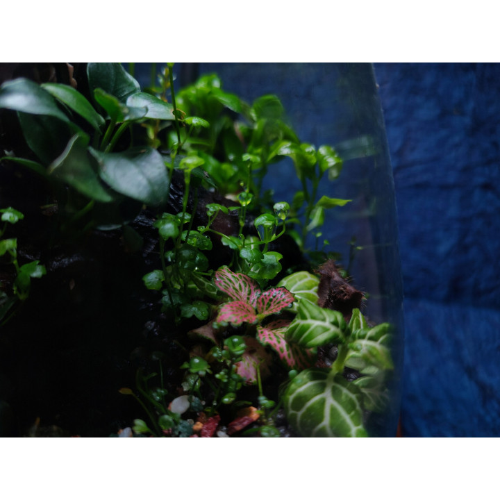Terrarium - Miniature Garden