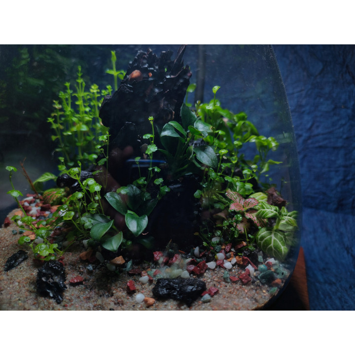 Terrarium - Miniature Garden