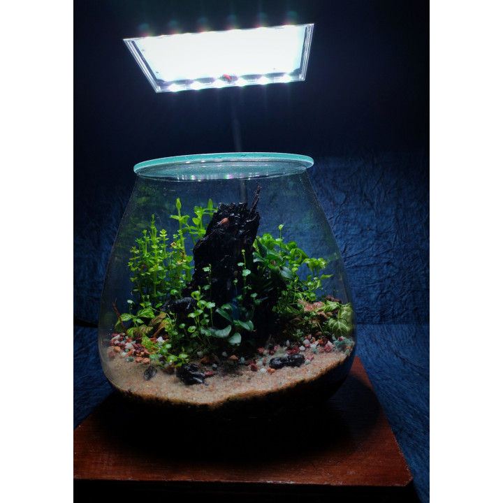 Terrarium - Miniature Garden