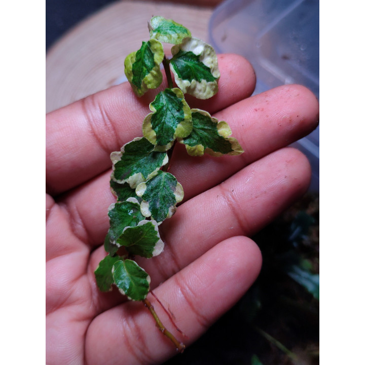 Ficus Pumila Variegated