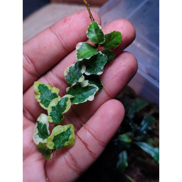 Ficus Pumila Variegated