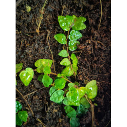 Ficus Pumila Minima