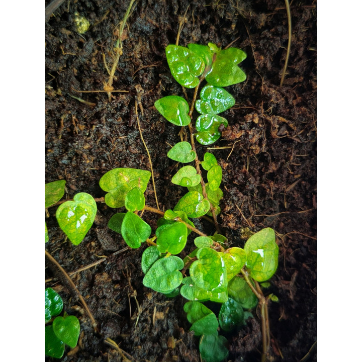 Ficus Pumila Minima