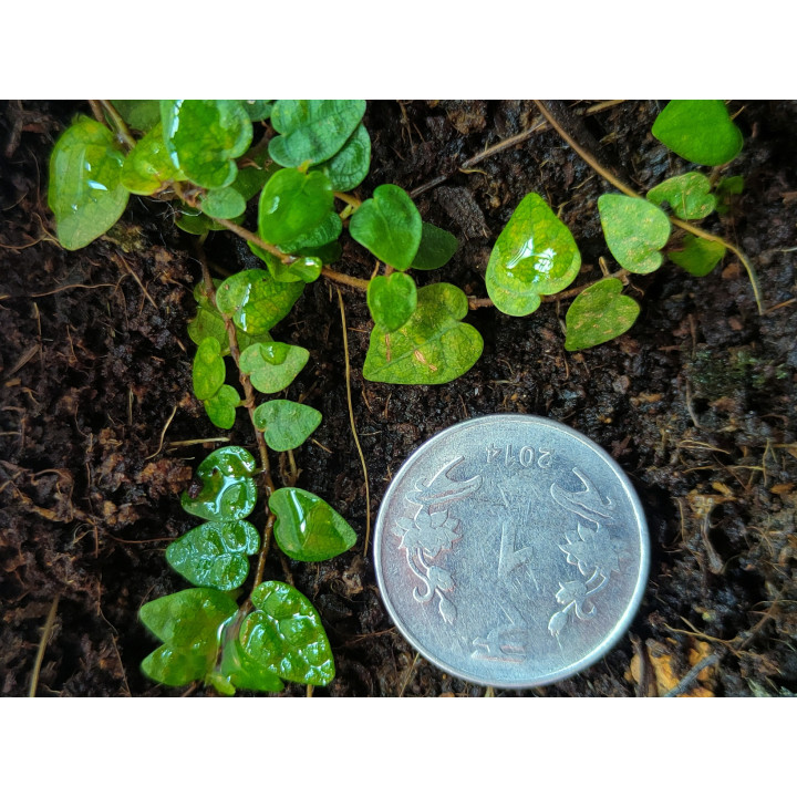 Ficus Pumila Minima