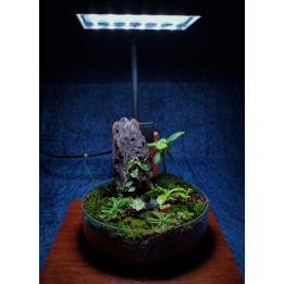 Carnivorous Garden