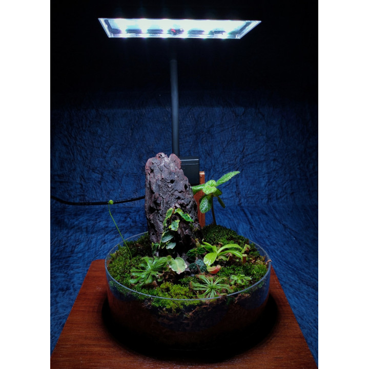 Carnivorous Garden