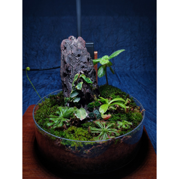 Carnivorous Garden