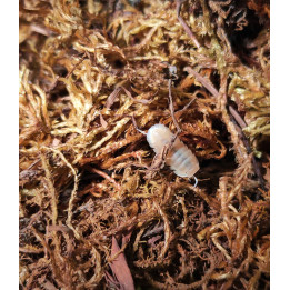 Cubaris Murina “Glacier” Isopod