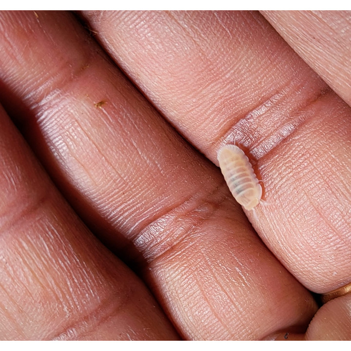 Cubaris Murina “Glacier” Isopod