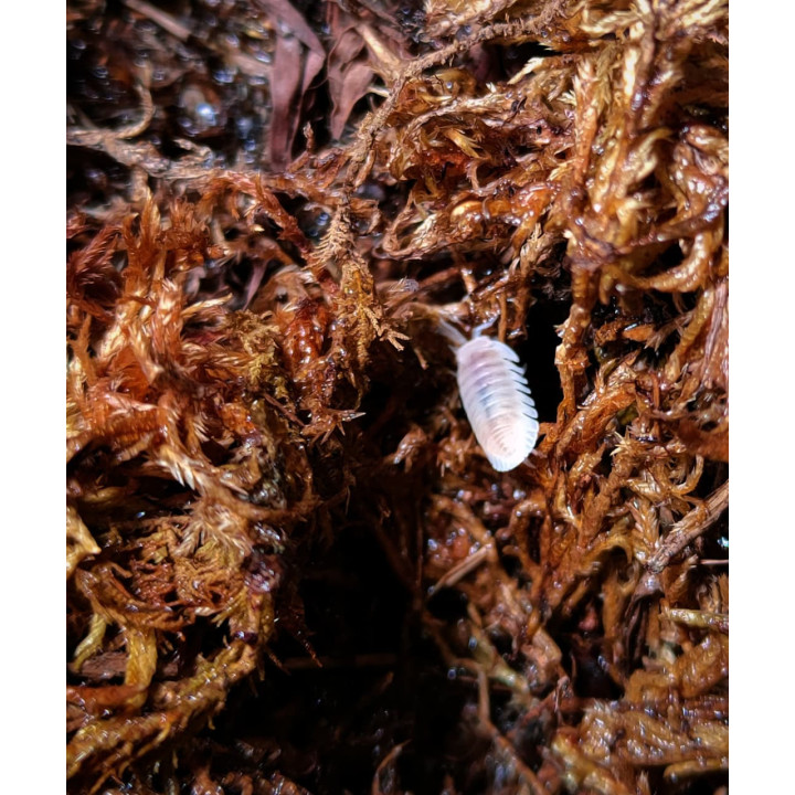 Cubaris Murina “Glacier” Isopod