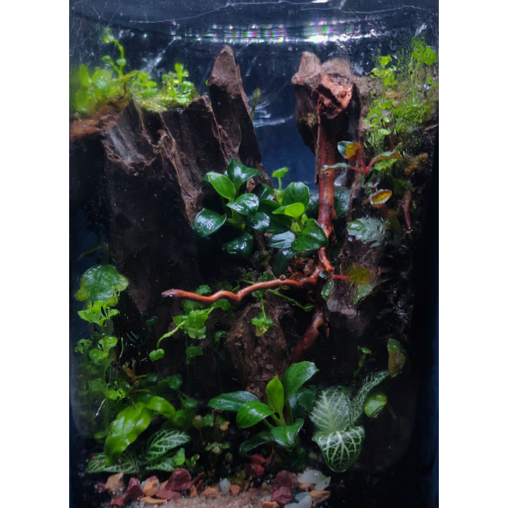 Terrarium - Living Forest