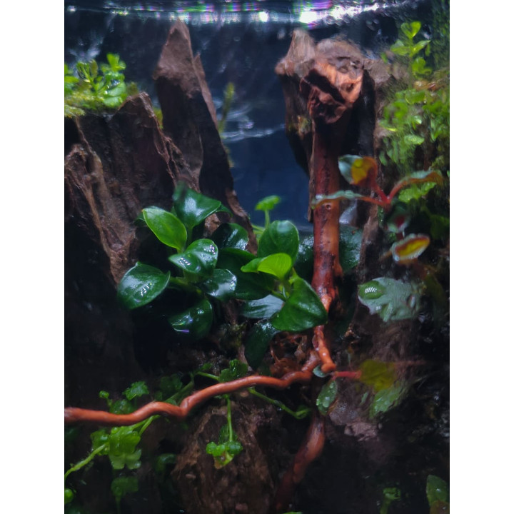 Terrarium - Living Forest