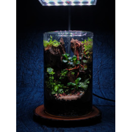 Terrarium - Living Forest