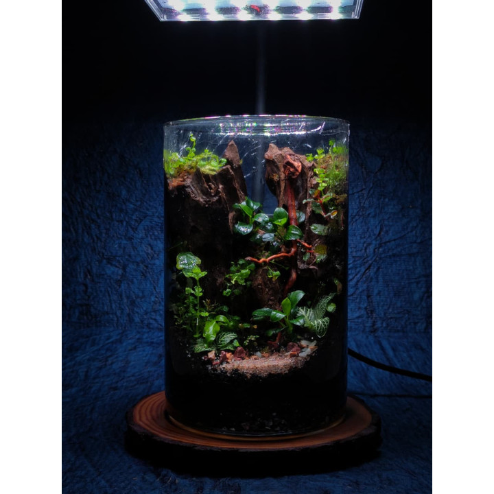 Terrarium - Living Forest