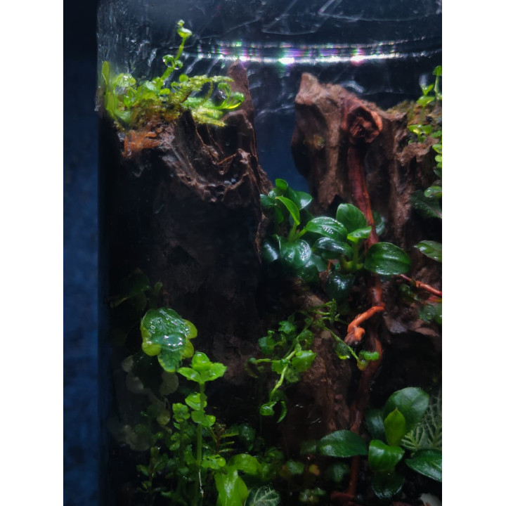 Terrarium - Living Forest