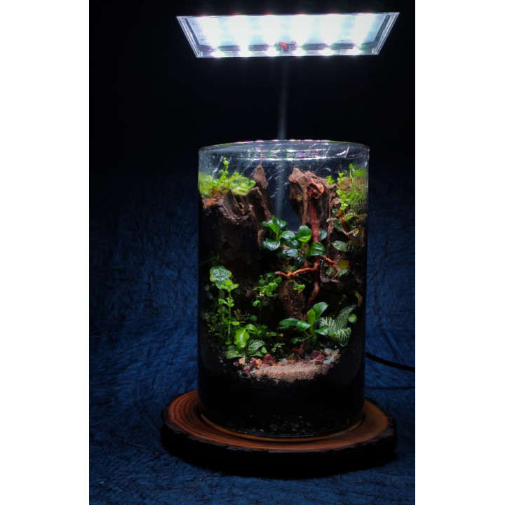 Terrarium - Living Forest