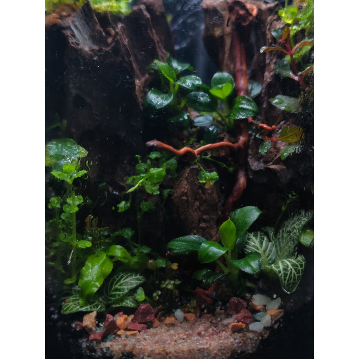 Terrarium - Living Forest