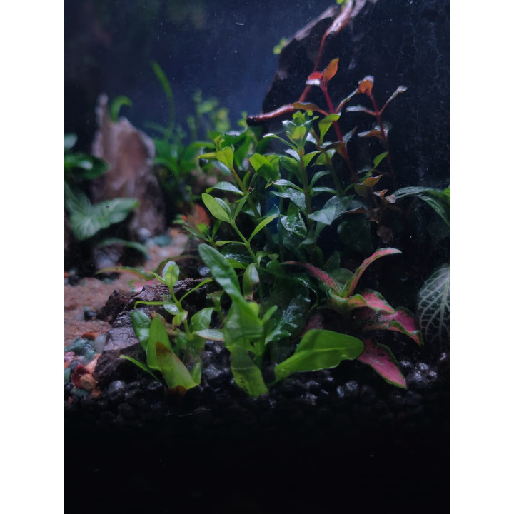 Terrarium -  Mountain Road