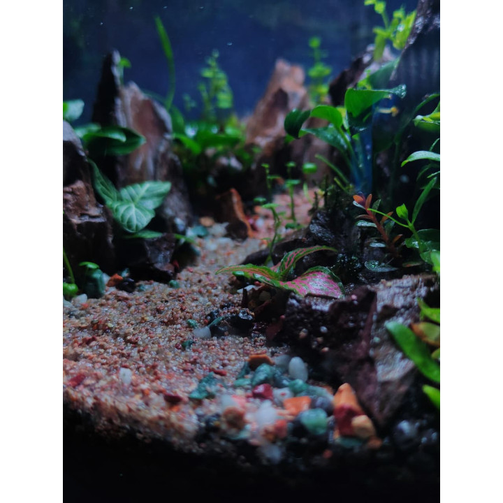 Terrarium -  Mountain Road