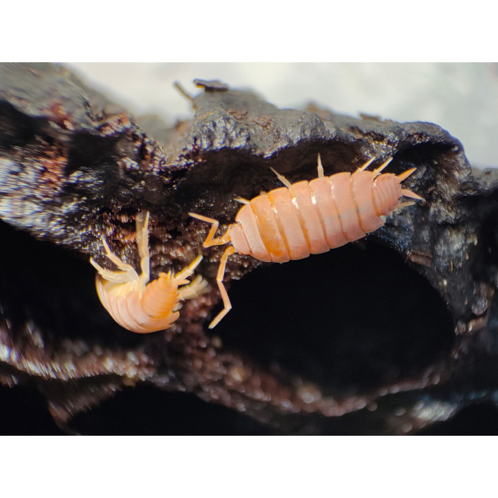 Porcellionides pruinosus (Orange Powder) Isopod