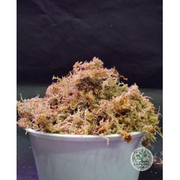 Sphagnum Moss 1KG