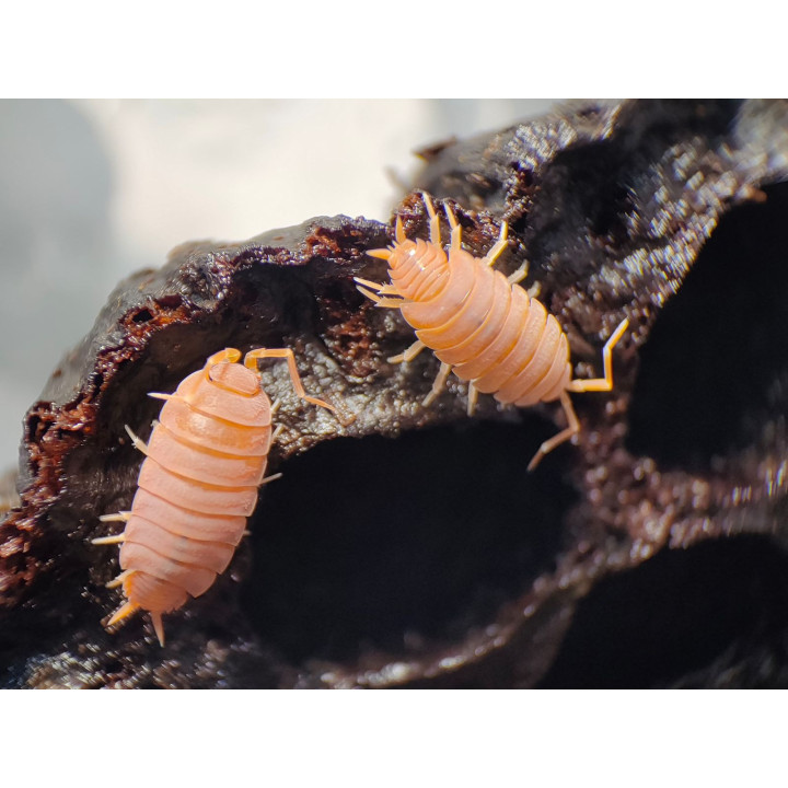 Porcellionides pruinosus (Orange Powder) Isopod