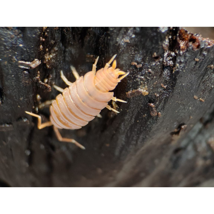 Porcellionides pruinosus (Orange Powder) Isopod
