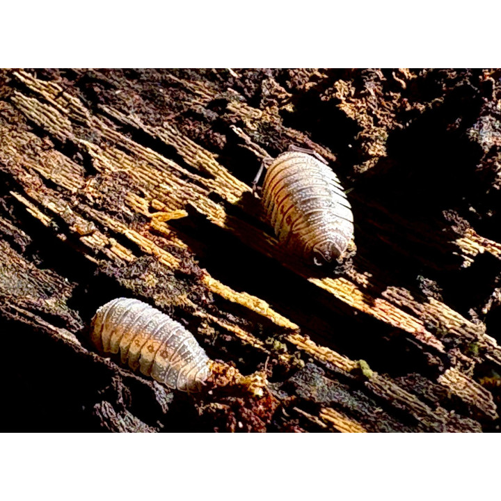 Armadillidium Peraccae Isopod
