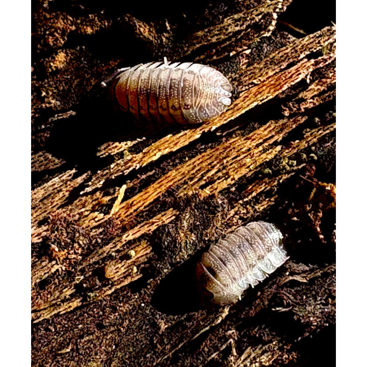 Armadillidium Peraccae Isopod