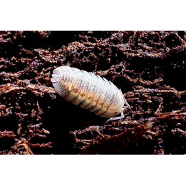 Armadillidium Peraccae Isopod