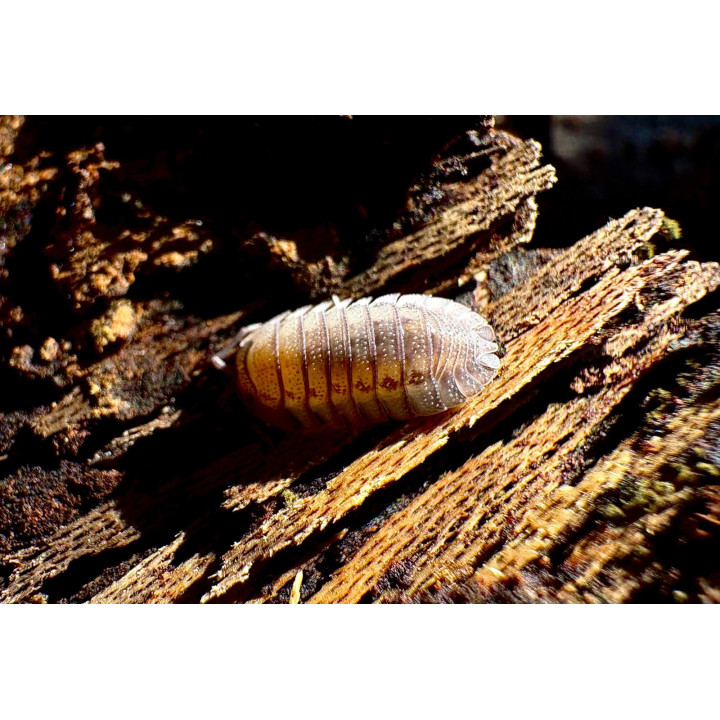 Armadillidium Peraccae Isopod