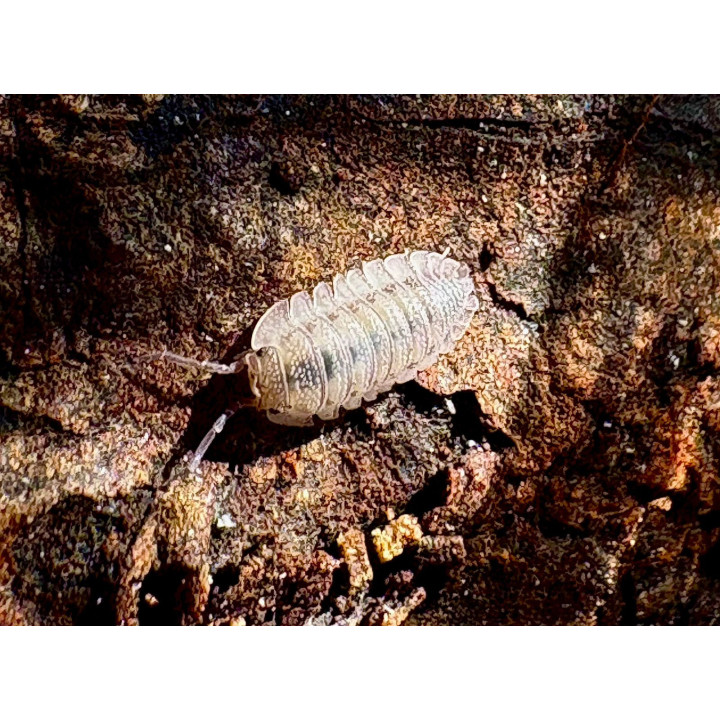 Armadillidium Peraccae Isopod