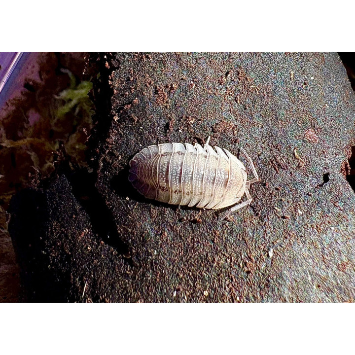Armadillidium Peraccae Isopod