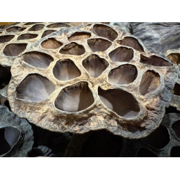 Lotus Seed Pods