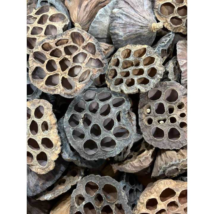 Lotus Seed Pods