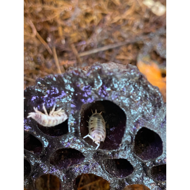 Lotus Seed Pods