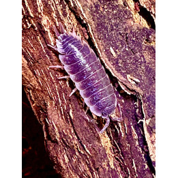 Sevilla Isopods
