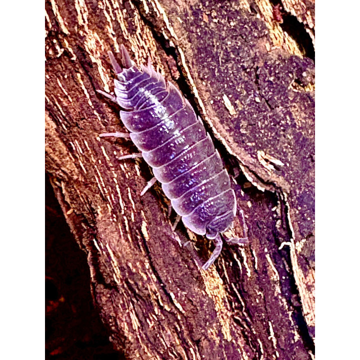 Sevilla Isopods