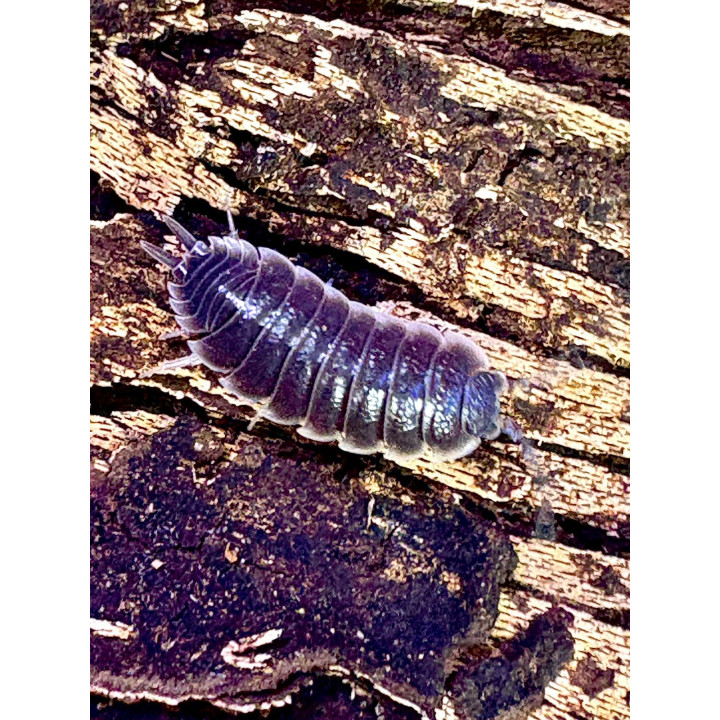 Sevilla Isopods