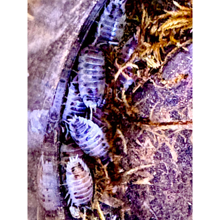 Dairy Cow Isopods
