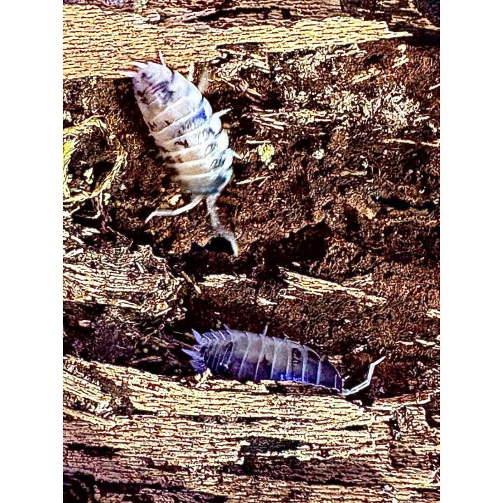 Dairy Cow Isopods
