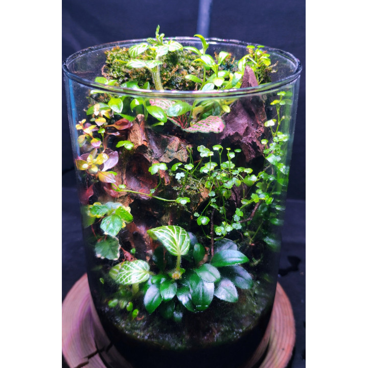 Terrarium – Mini Jungle in Glass