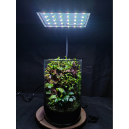 Terrarium – Mini Jungle in Glass