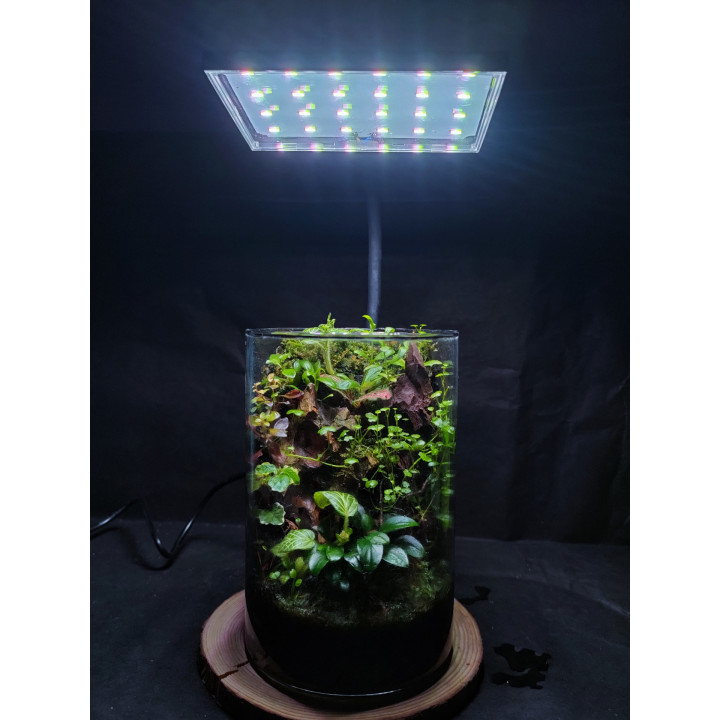 Terrarium – Mini Jungle in Glass