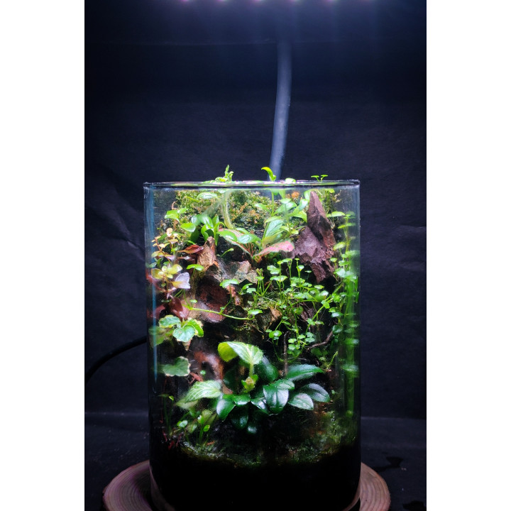 Terrarium – Mini Jungle in Glass
