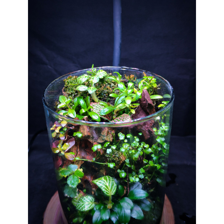 Terrarium – Mini Jungle in Glass