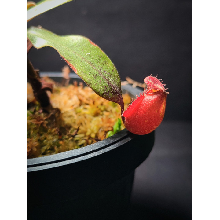 Nepenthes Vik × Amp Hybrid