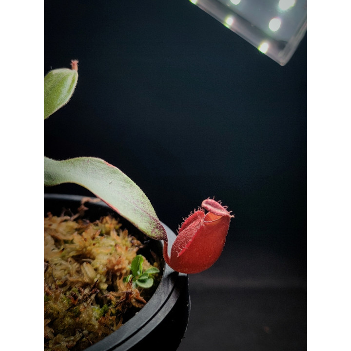 Nepenthes Vik × Amp Hybrid