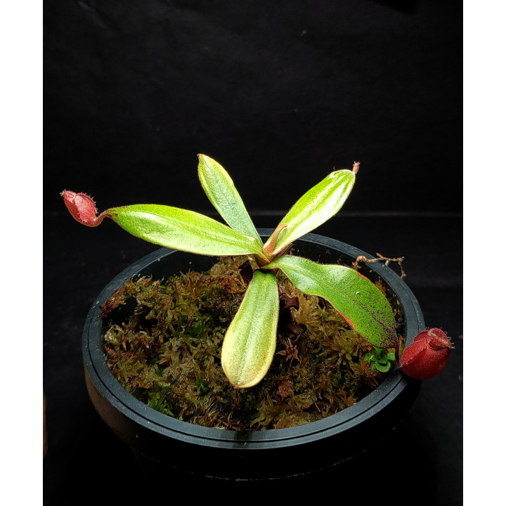 Nepenthes Vik × Amp Hybrid