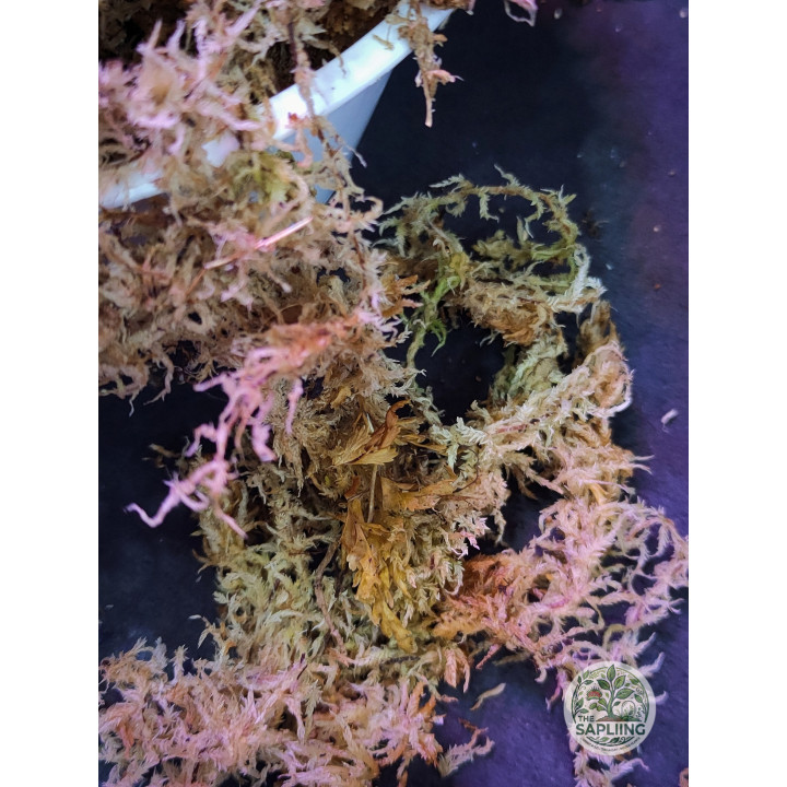 Sphagnum Moss 500grams